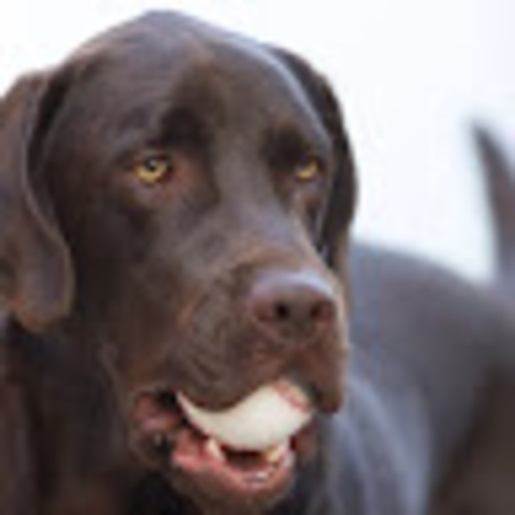 Meet your Posher, Gregory - Picture 1 of 1